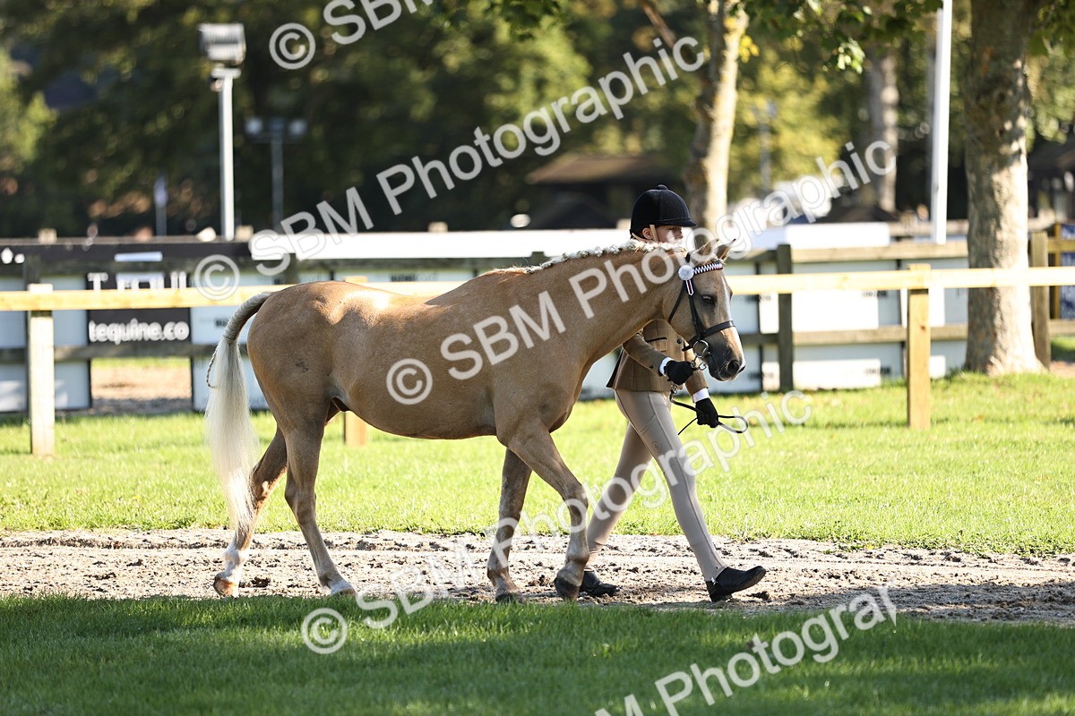 SBM_15829 - S1 - TSR in Hand Horse & Pony Showing