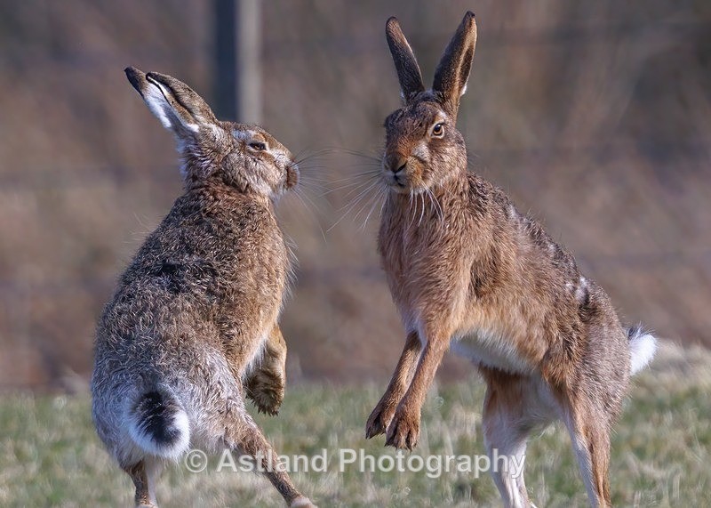 Brown Hare - Latest Images
