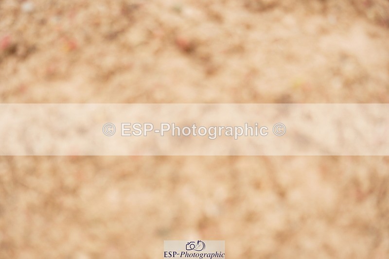 240524A-122120-03464 - Cls 15 Foxhunter