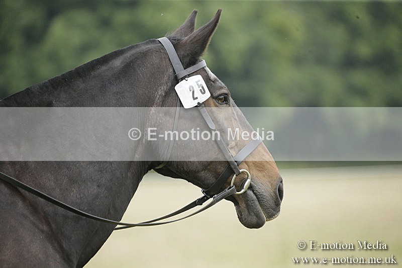 B230619-0313 - Bourne Valley Riding Club Summer Show 23/06/19