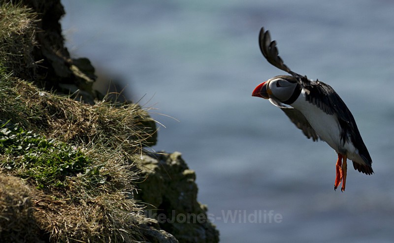 Puffin, Treshnish Isles, Inner Hebrides, Scotland - FAVOURITES WILDLIFE GALLERY. Selected images from the wildlife collections.