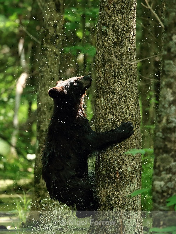 Spray from wet Black Bear climbing tree rapidly, Minnesota - American Black Bear
