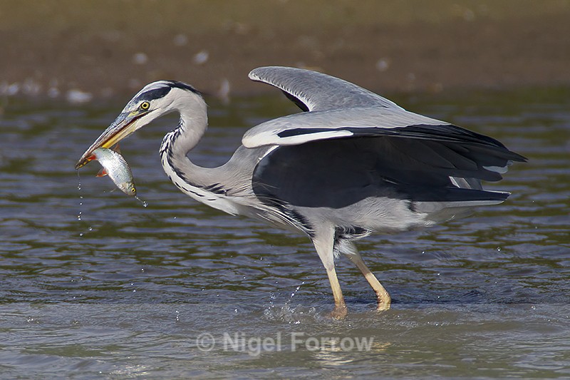 Grey Heron with fish - Grey Heron