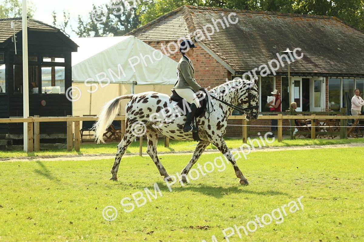 SBM_62387 - S62 - Foreign Breeds Ridden