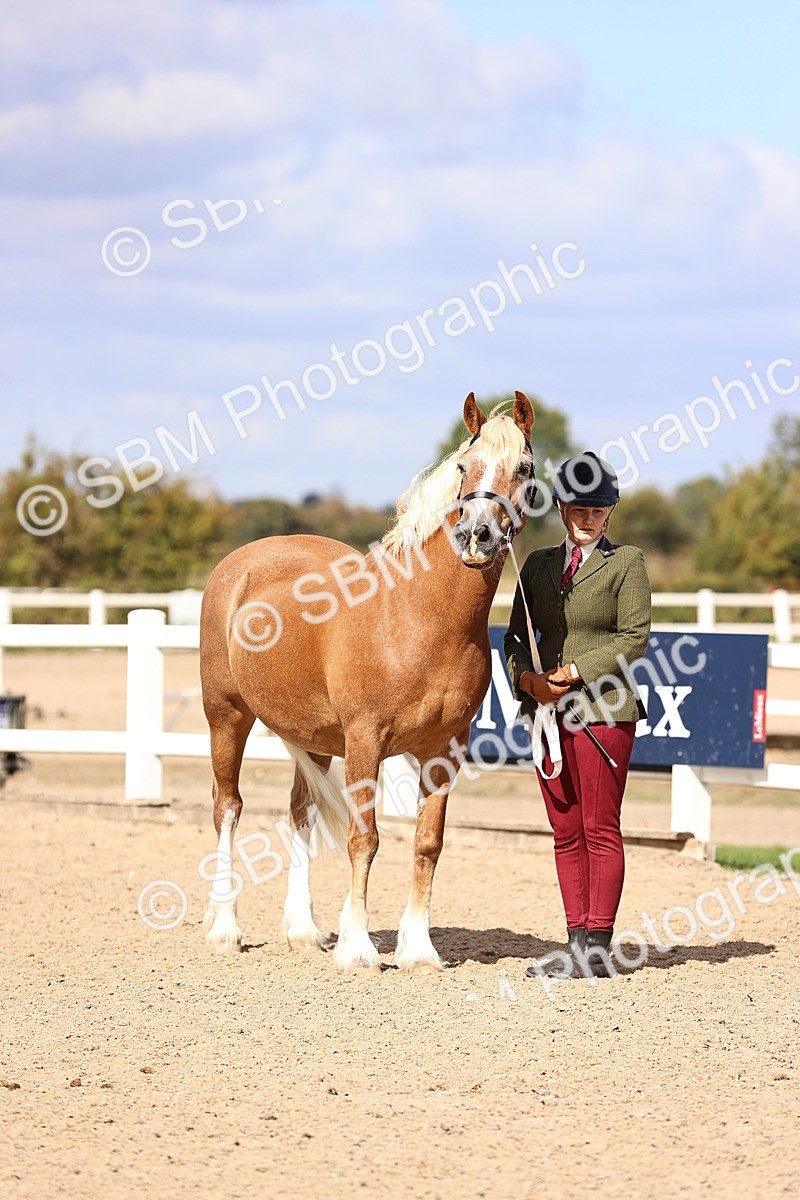 SBM_14300 - Class 411 - Prettiest Mare (IH OR Ridden) Adult