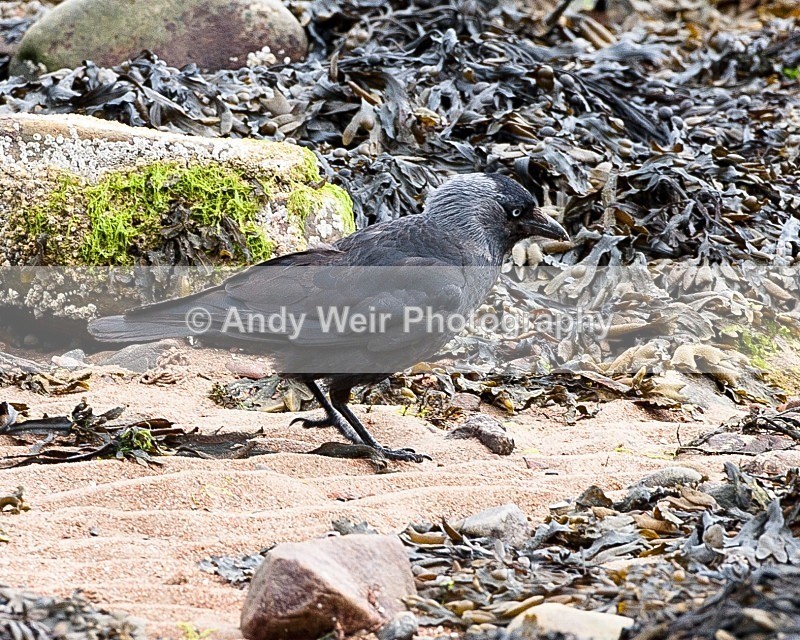 20090619-025 - Jackdaw