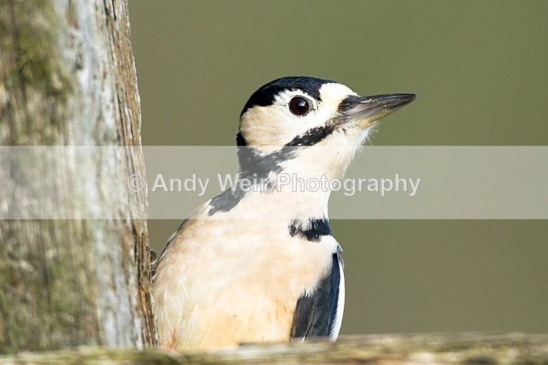 20121021-_MG_1120 - Woodpecker