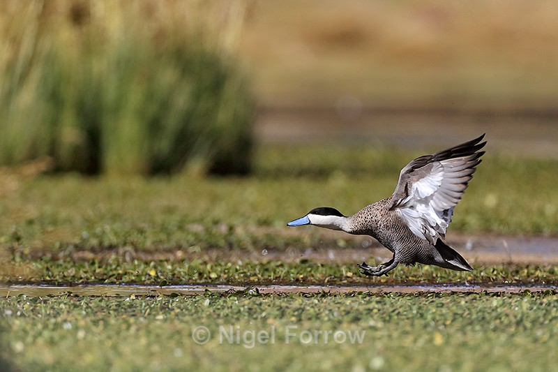 Puna Teal landing, Rio Putana, near Machuca, Chile - Puna Teal