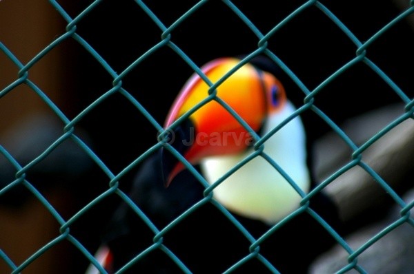 F Tocano - Fenced