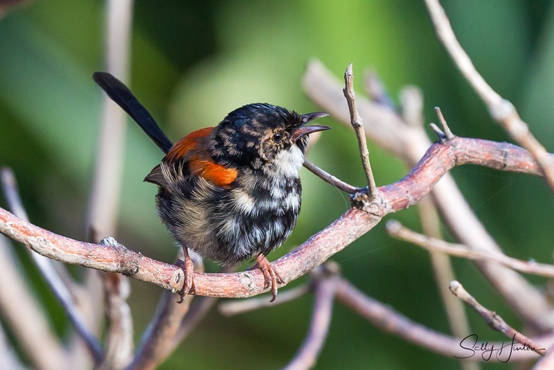 Red Wren Young Male 2