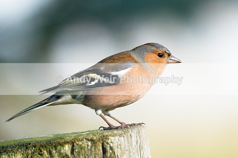 20121021-_MG_1033 - Chaffinch