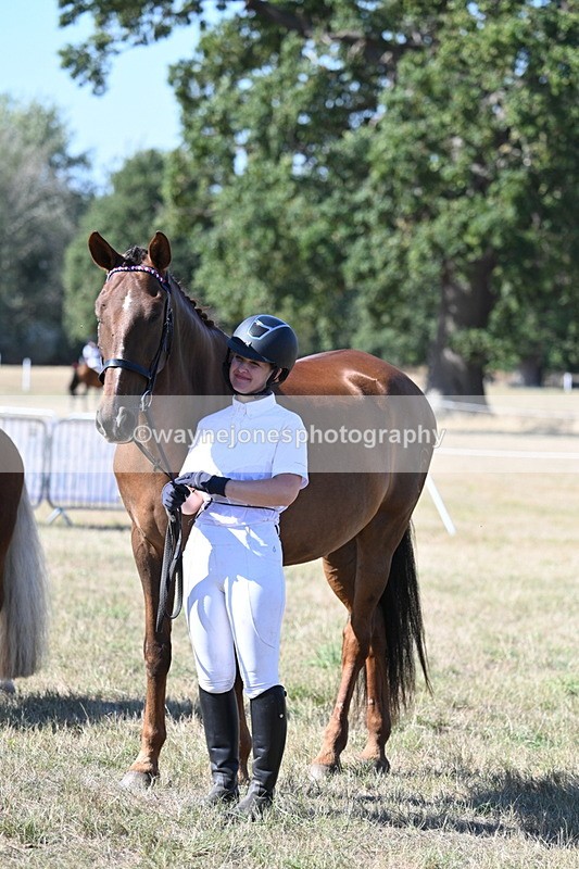 WJ7_1695 - Class 42 Most Handsome Gelding