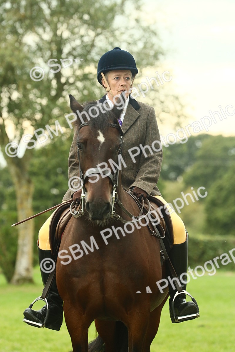 SBM_72276 - S60 - Mountain & Moorland Ridden Large Breeds