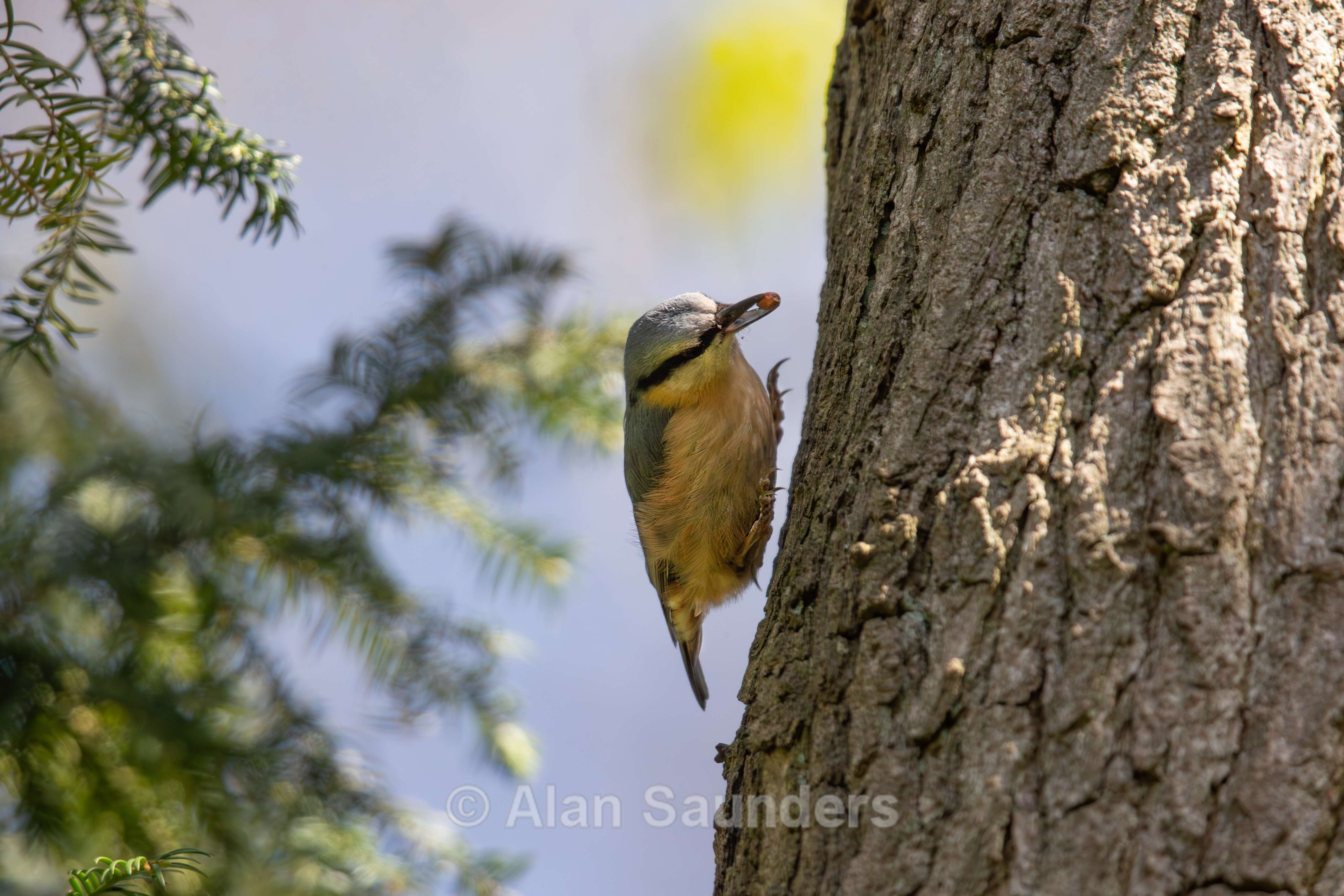 Nuthatch 1