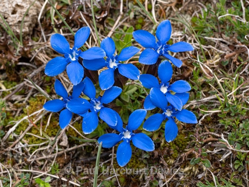 Spring gentian (Gentiana verna)  - Wild Flowers - 2