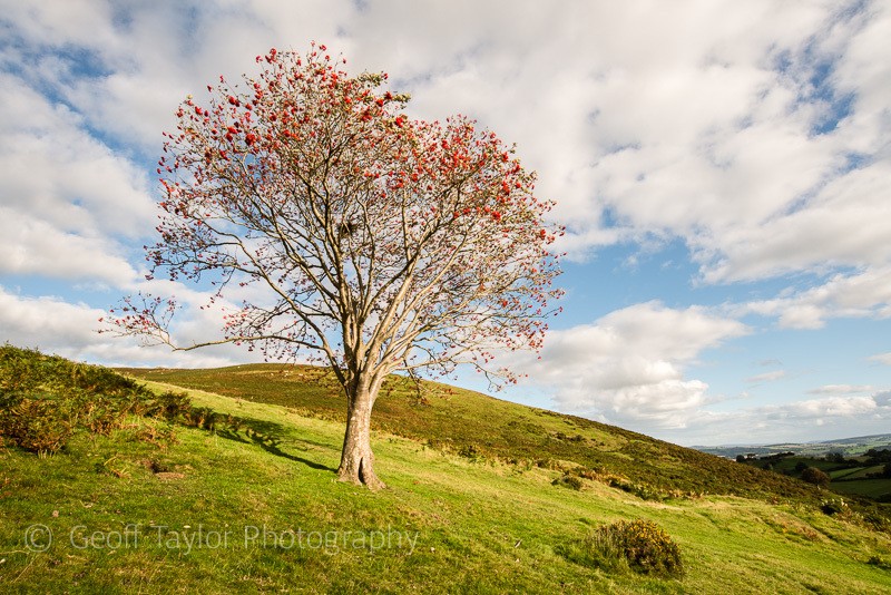 3691 Rowan Tree on Corndon Hill - Corndon Hill