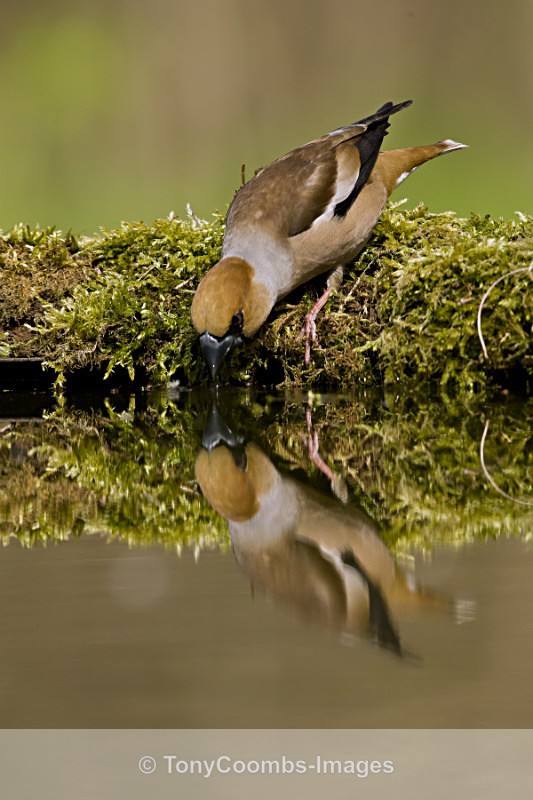 Hawfinch  (m) - Drinking Pool Hides