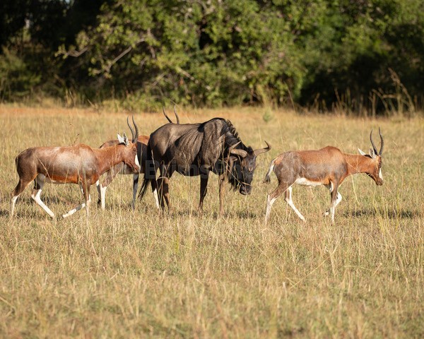 Africa-33 - African Wildlife