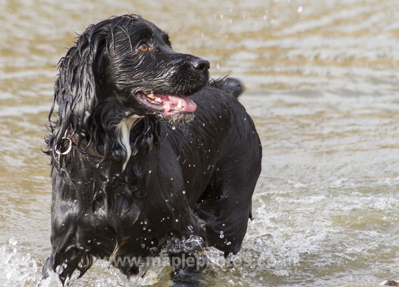 Spaniel Waiting for a Stick - Dogs!