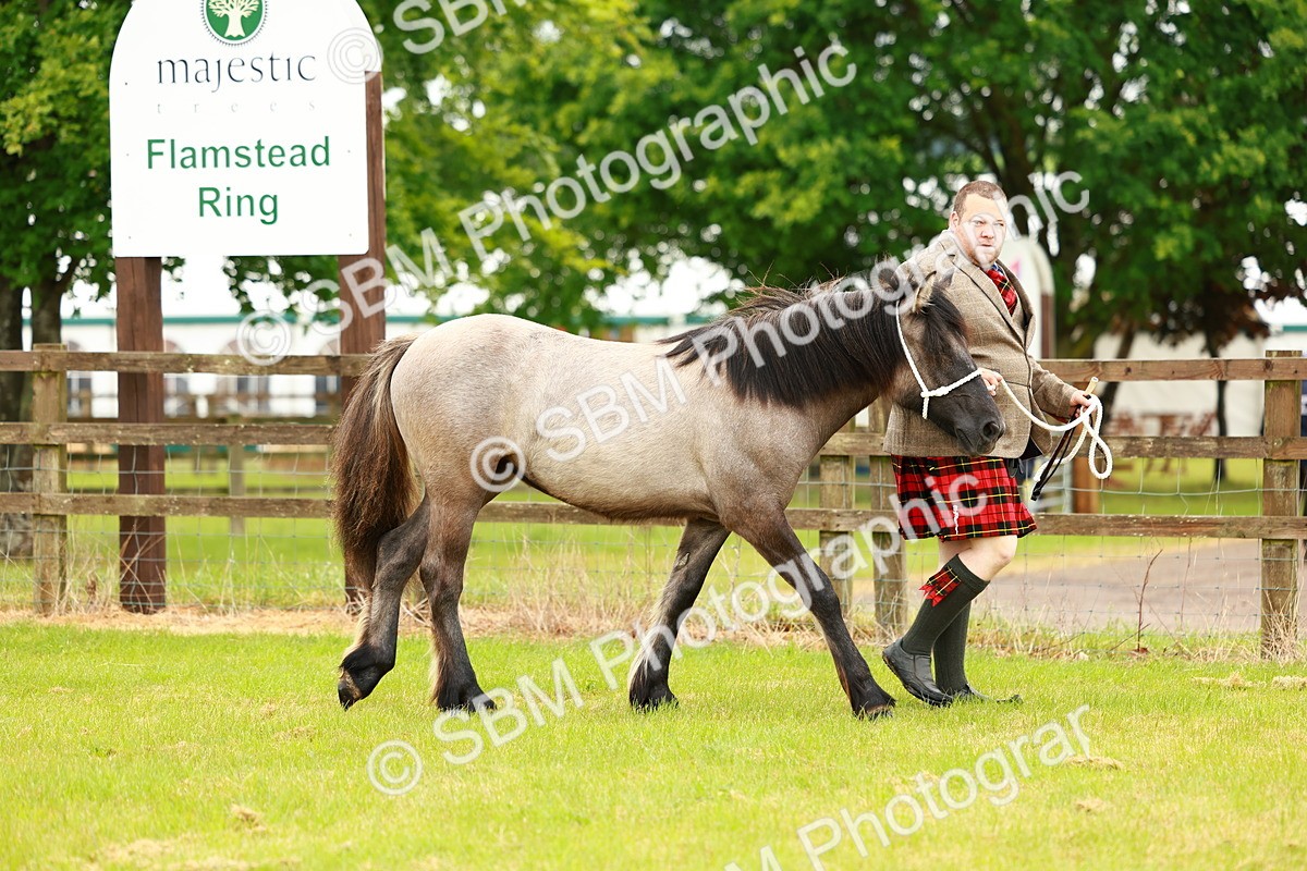 SBM_00354 - Class 58-67 - M&M Non Welsh Pony In hand