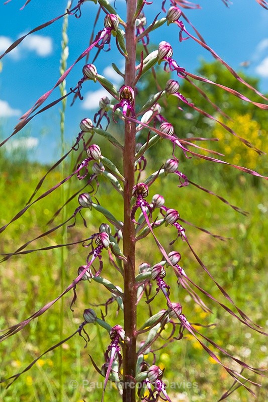  - Orchids - Various