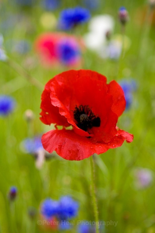 Poppy