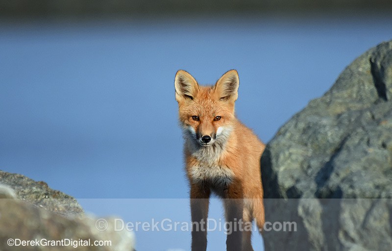 Red Fox Kit Vulpes Vulpes - Mammals, Reptiles & Amphibians