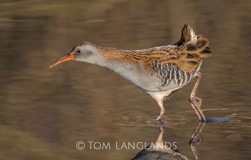 Water Rail - Rails and Crakes