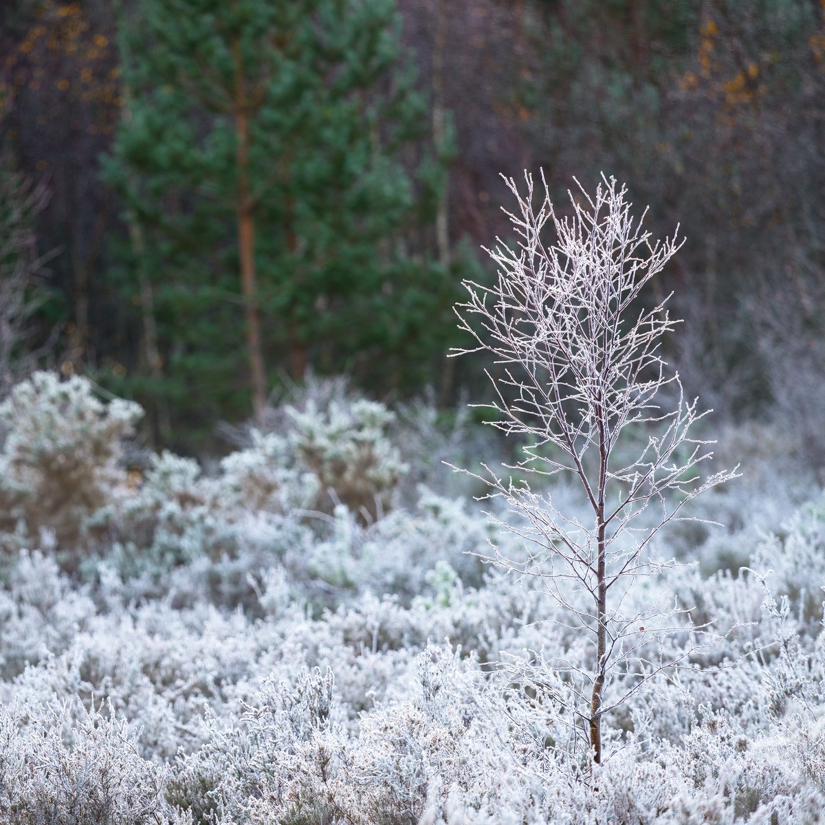 Silver Sapling - WINTER