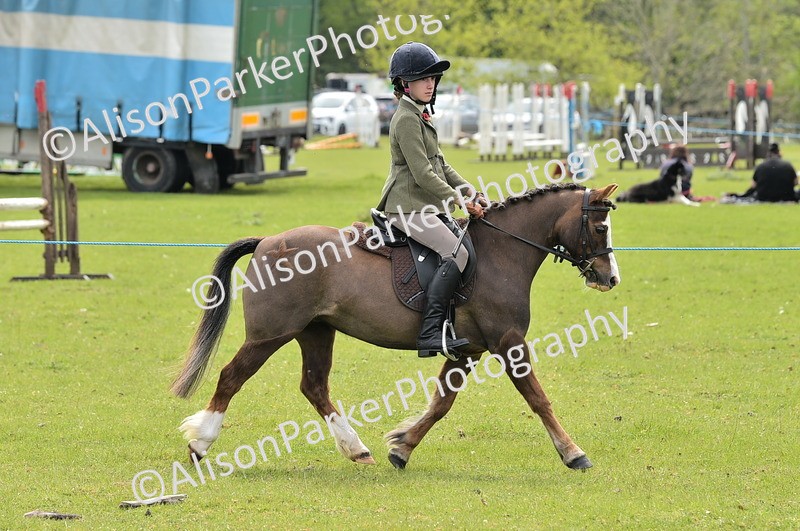 20260426-2440 - Class 21 - Working Hunter Ponies