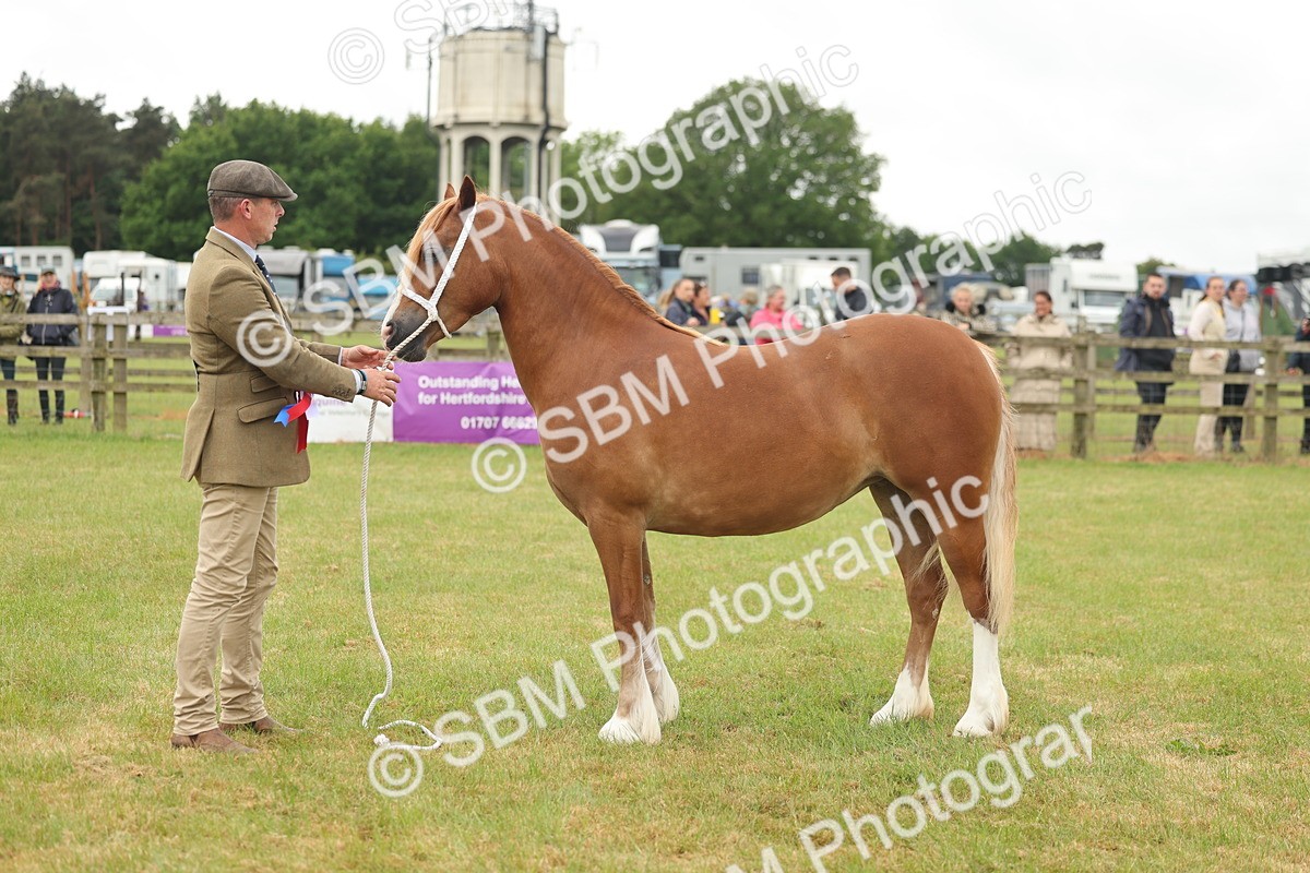 SBM_02449 - Class 50-57 - M&M Welsh Pony In Hand