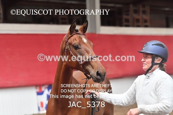 JAC_5378 - 7 L'Espirits Little Unicorn