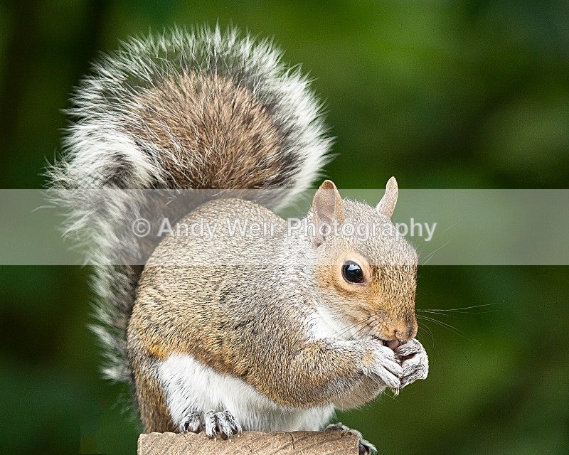 20090525-021 - Red Squirrel