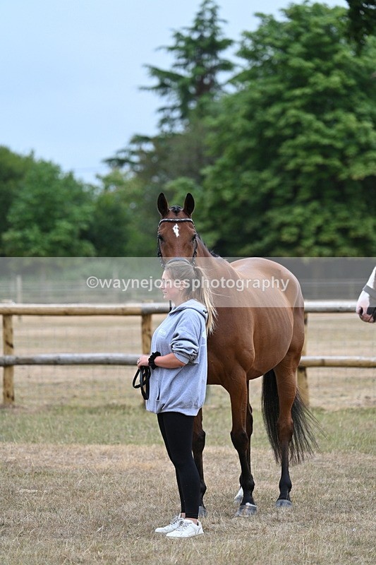 WJ7_9822 - Class 5a Most Handsome Gelding (above 14.2hh)