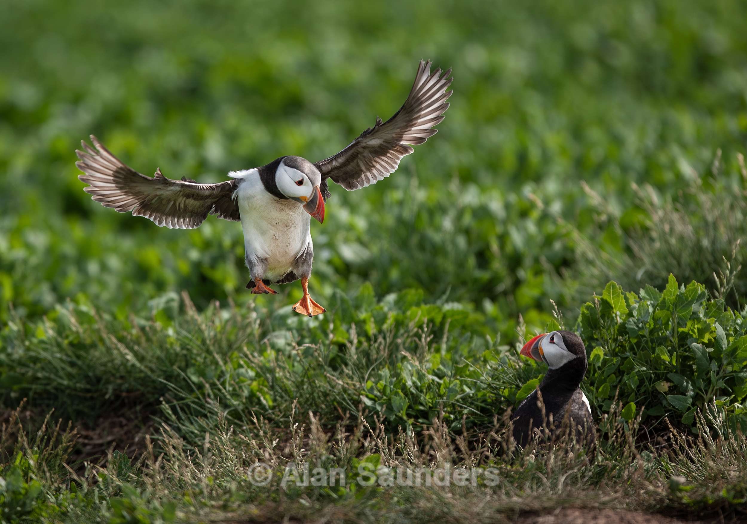 Puffin 5