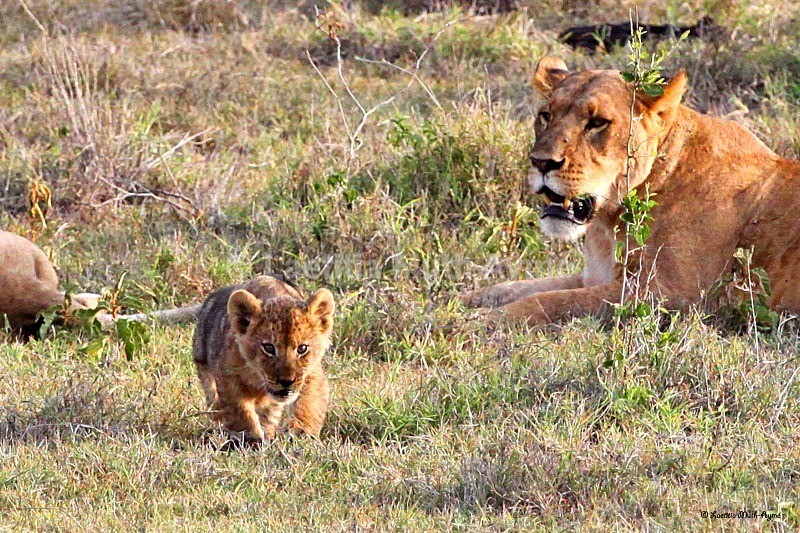 IMG_0769 Nakuru - Lions