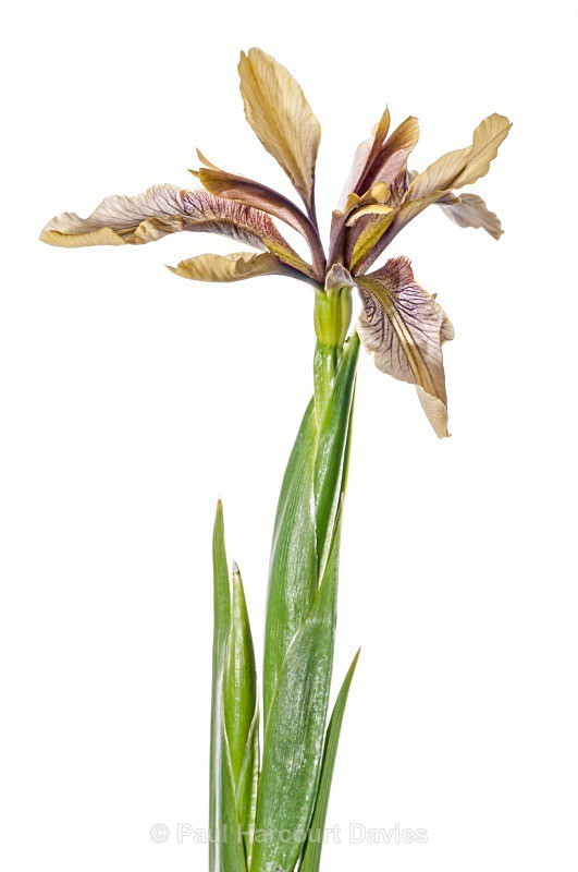 Stinking Iris (Iris foetidissima ) - Plants - WB