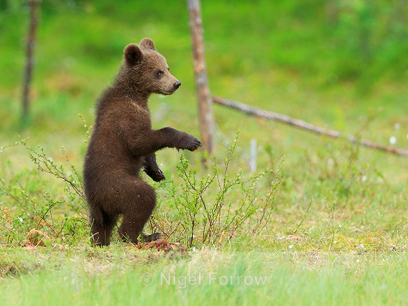 Brown Bear cub standing upright at Martinselkonen - Brown Bear