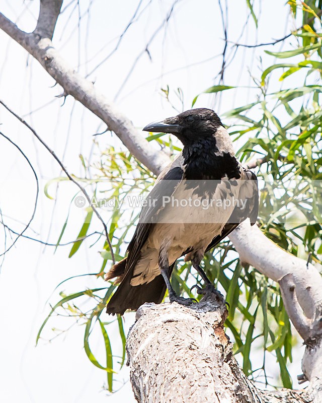 20150611-8E0A9402 - Abroad