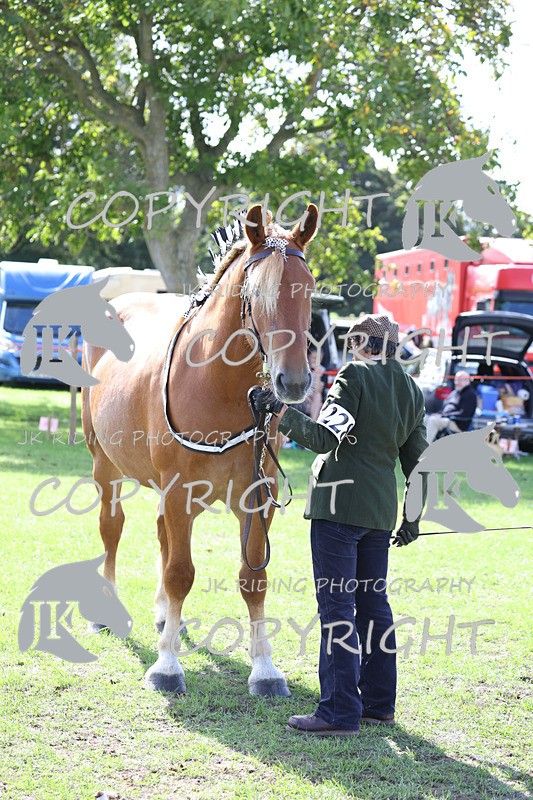 APP_3189 - Class 3 Youngstock