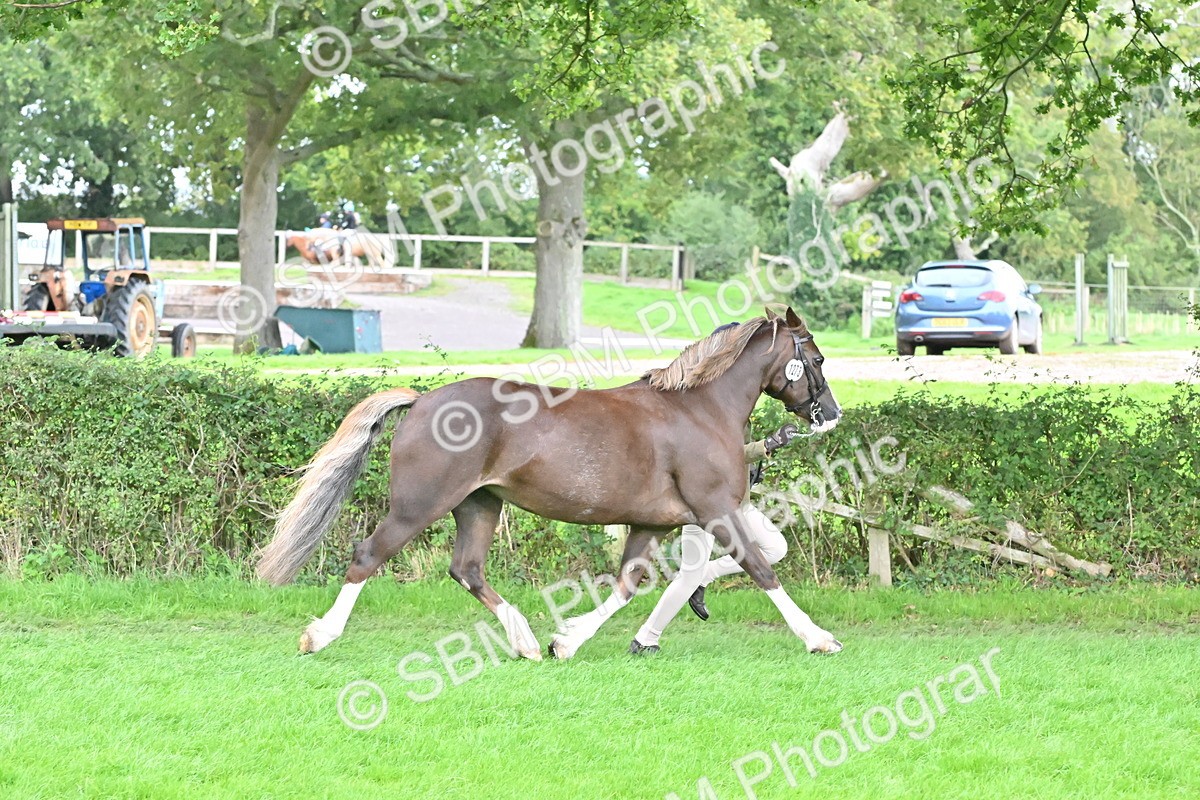 SBM_63232 - S49 - Mountain & Moorland In Hand Large Breeds