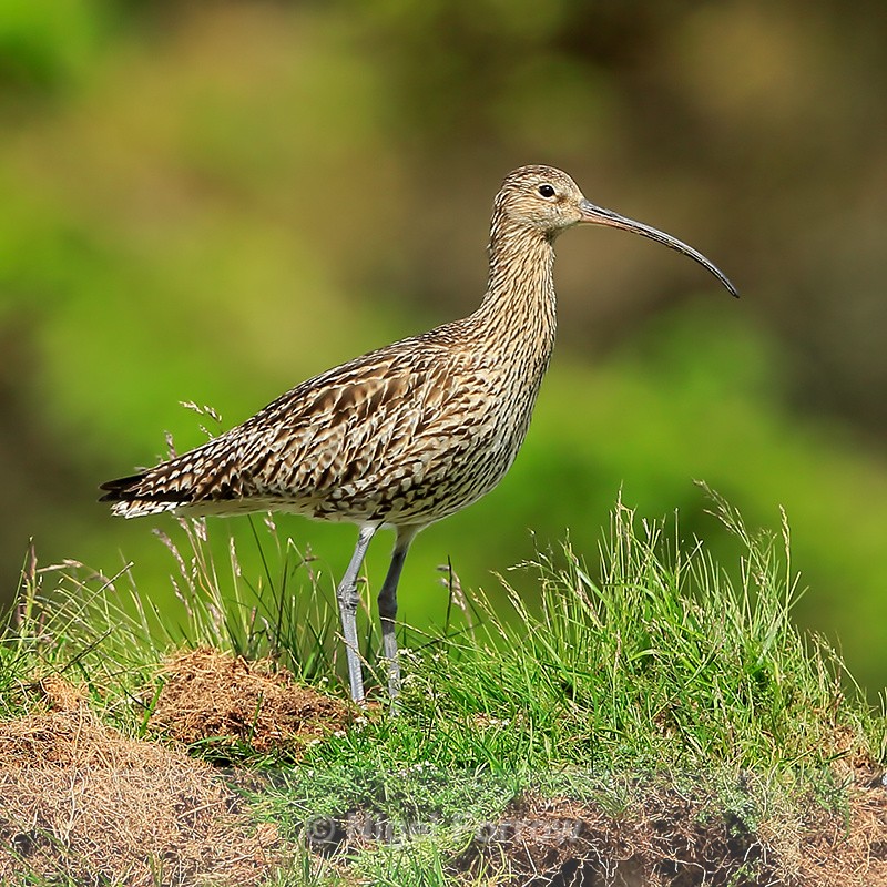 Curlew standing on mound, Scotland - Curlew