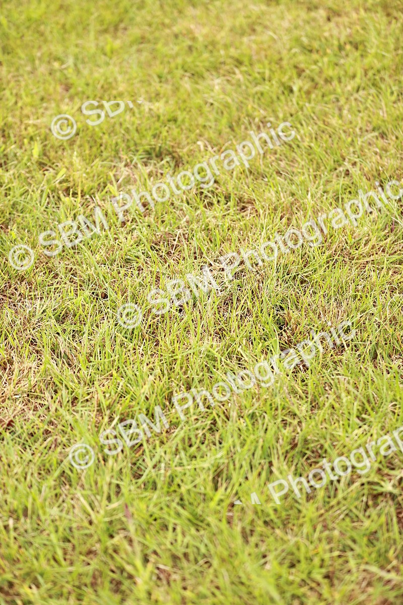 SBM_06010 - Class 39-41 TGCA In Hand and Ridden