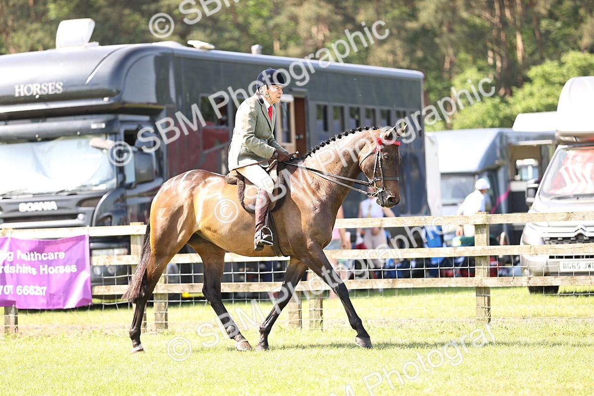 SBM_12973 - Class 75-76 LIHS BSHA Rising Star Hack Riding Horse