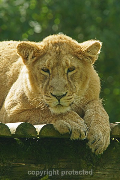Asiatic lion cub being curious (Cotswold Wildlife Park) - Asiatic Lions