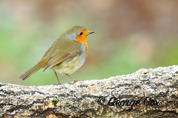 robin on a frosty log