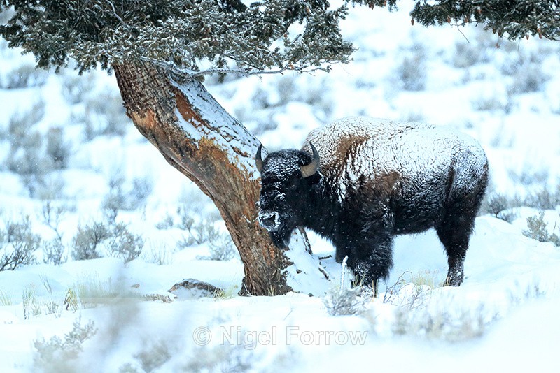 American Bison standing by tree, Yellowstone National Park, Wyoming - Bison