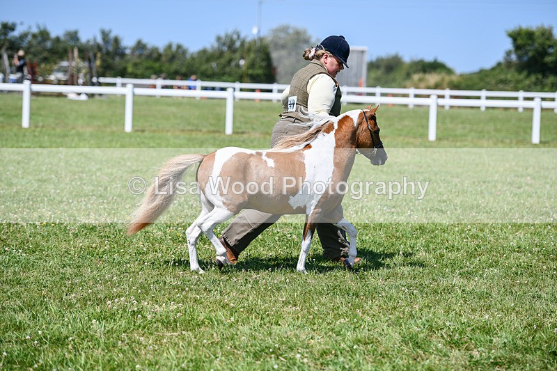 DSC_7119 - Class 61: Miniature Horse 4yrs & over