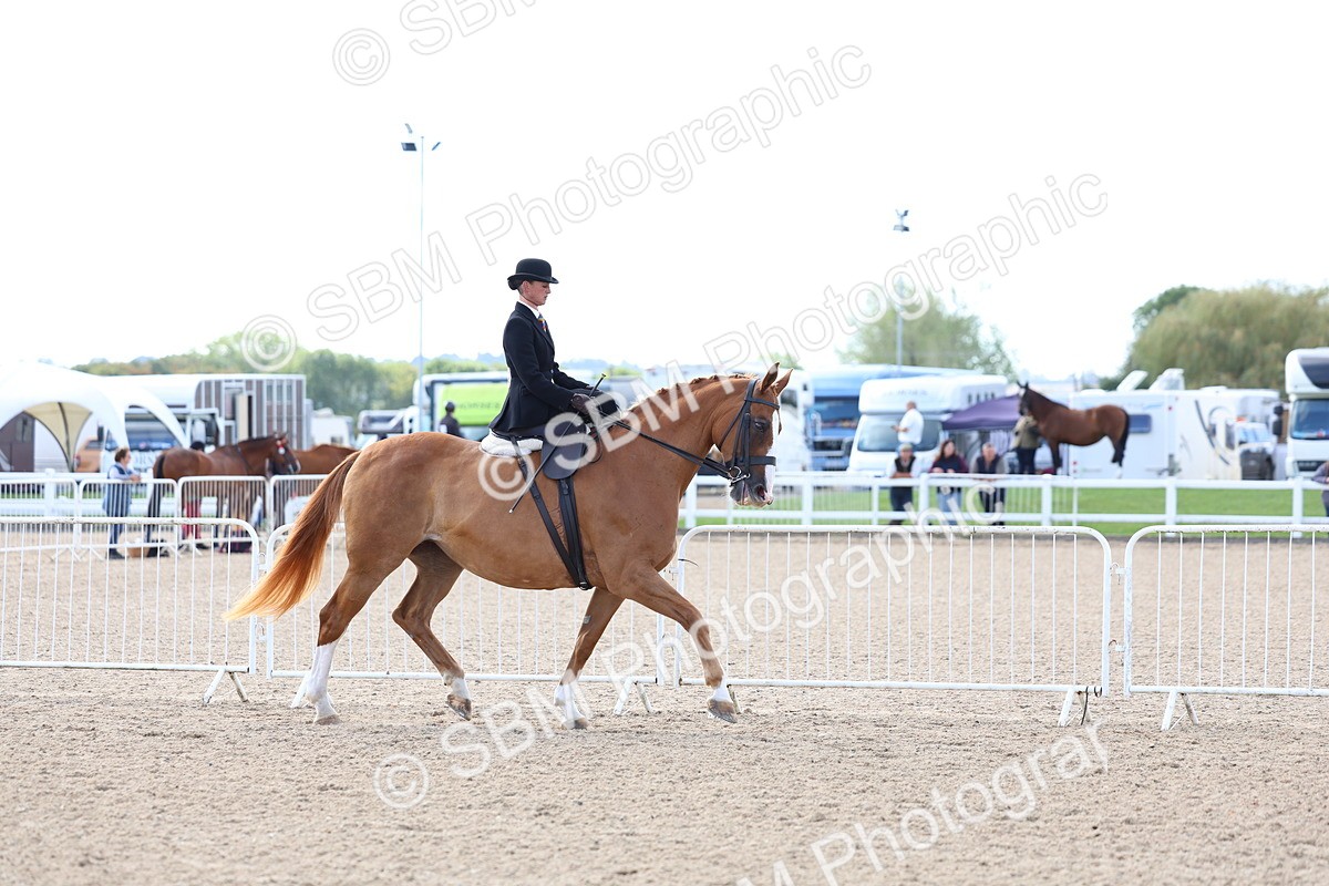 SBM_11188 - Class 306 - Ridden Foreign Breeds - Part Bred
