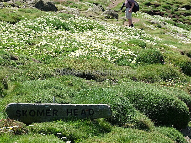 DSC00398 - Skomer 2019